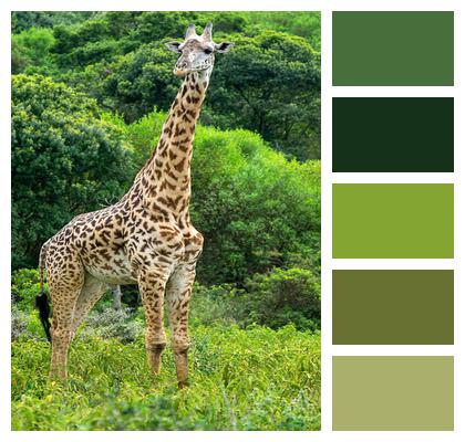 Animal Tanzania Giraffe Image