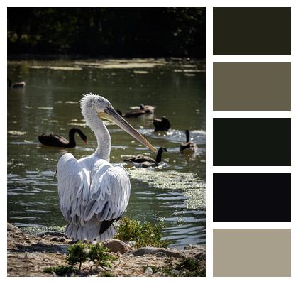 Pond Pelican Reservoir Image