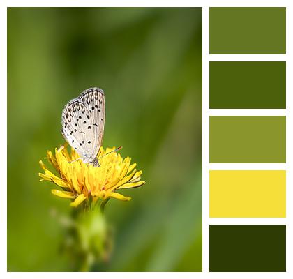 Butterfly Pollination Dandelion Image