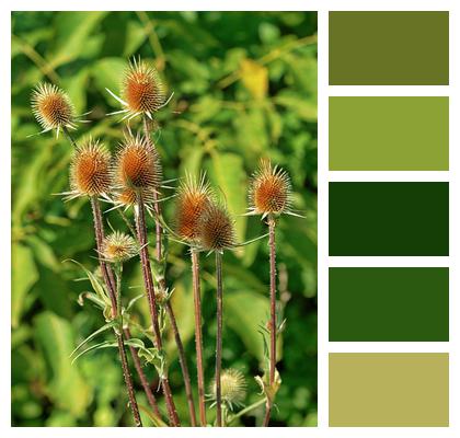 Flowers Teasel Dipsacus Image