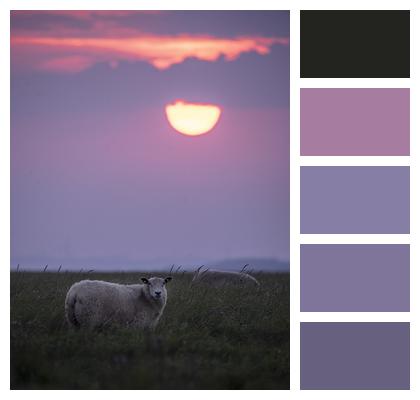 Sunset Sheep Nature Image