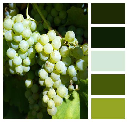 Fruit Vineyard Grapes Image
