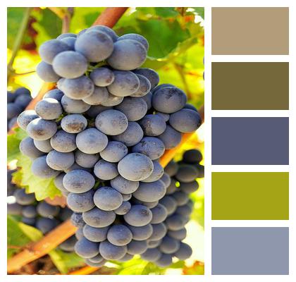 Rebstock Vineyard Grapes Image