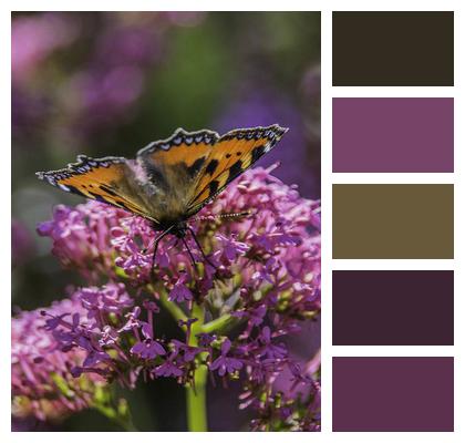 Pollination Flowers Butterfly Image