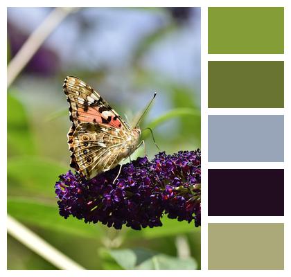 Flower Pollen Butterfly Image