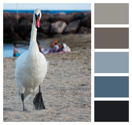 Swan Sand Bird Image