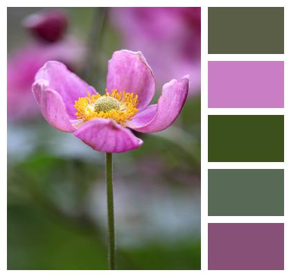 Petals Flower Anemone Image