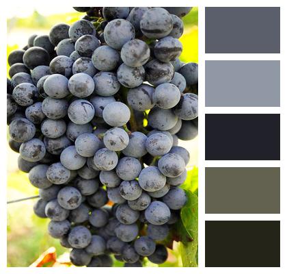 Fruit Vineyard Grapes Image