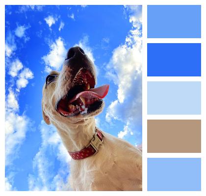 Sky Pet Dog Image