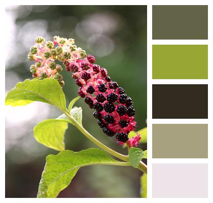 Poisonous Pokeweed Nature Image