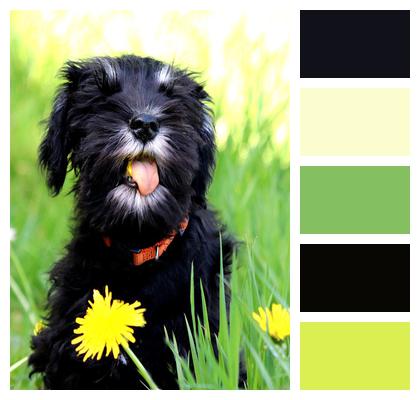 Dandelion Dog Grass Image