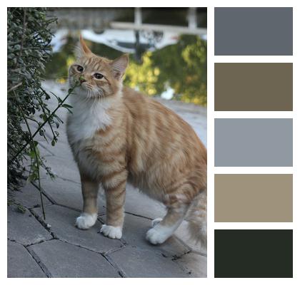 Outdoors Animal Cat Image