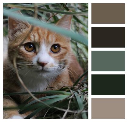 Animal Outdoors Cat Image