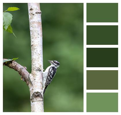 Animal Perched Bird Image