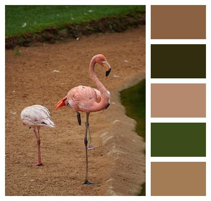 Plumage Flamingos Bird Image