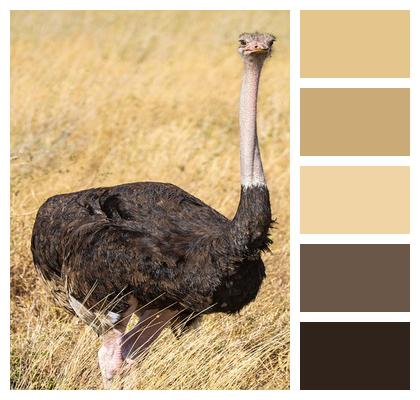 Tanzania Animal Ostrich Image