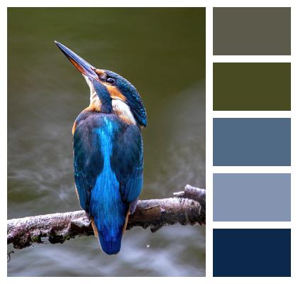 Bird Kingfisher Perched Image