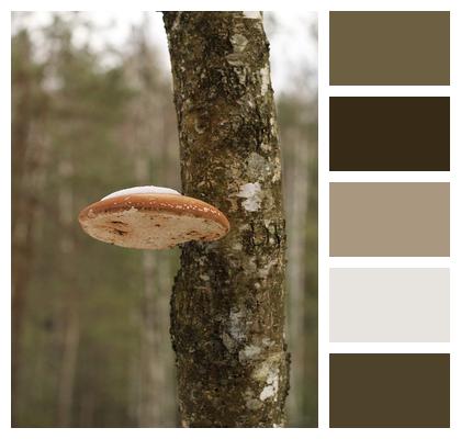 Forest Tree Mushroom Image