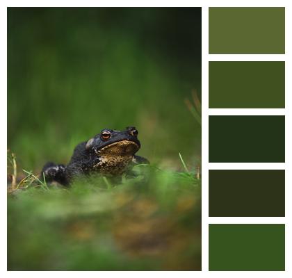 Toad Frog Grass Image