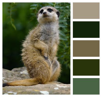 Wildlife Animal Meerkat Image