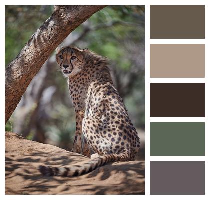 Cheetah Predator Animal Image