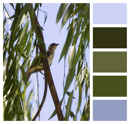 Bird Willow Sparrow Image