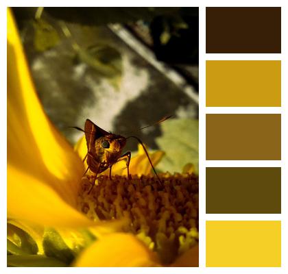 Sunflower Butterfly Pollination Image