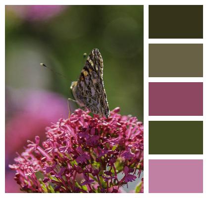 Insect Butterfly Pollination Image