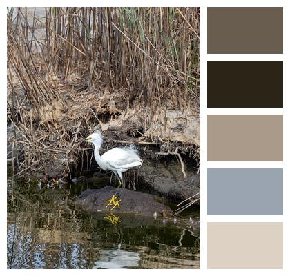 Egret Bird Chick Image