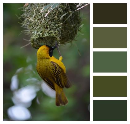 Bird Nest Weaver Image