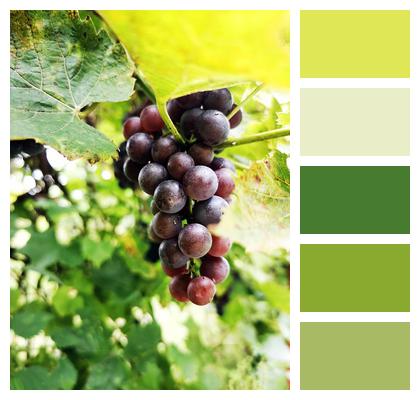 Winegrowing Grapes Vineyard Image
