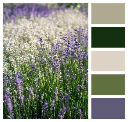 Lavender Garden Flowers Image