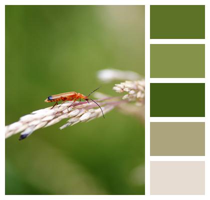 Soft Beetle Insect Nature Predator Image
