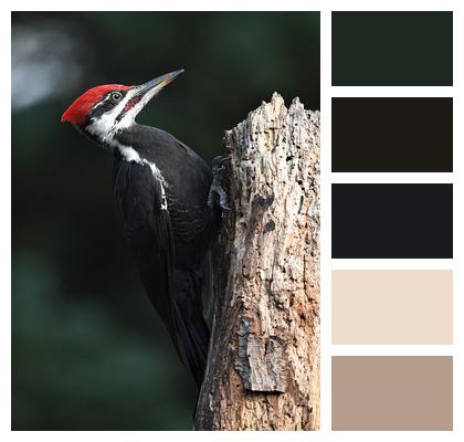 Woodpecker Bird Nature Image