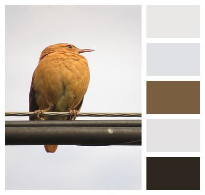 Animal Perched Bird Image