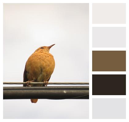 Animal Bird Nature Image