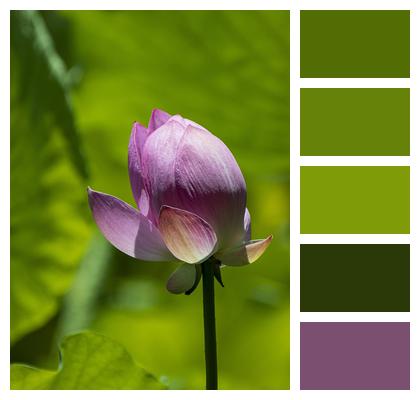 Flower Plant Lotus Image