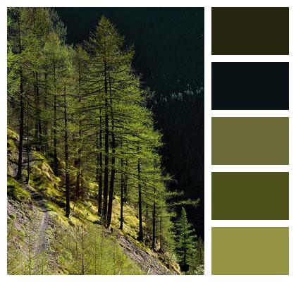 Conifers Larch Trees Image