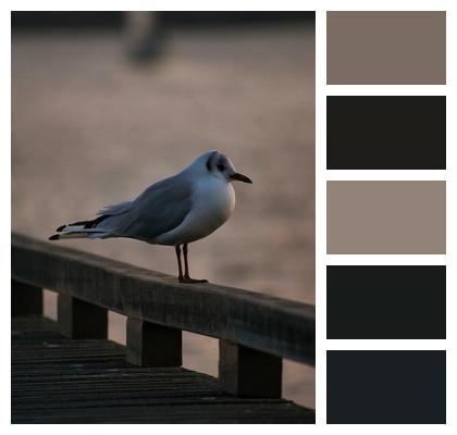 Pier Bird Seagull Image