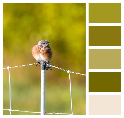 Bird Animal Perched Image