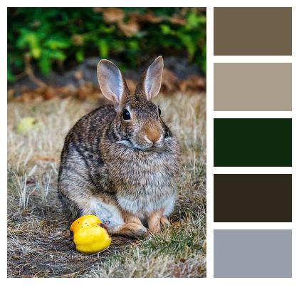 Rabbit Animals Nature Image