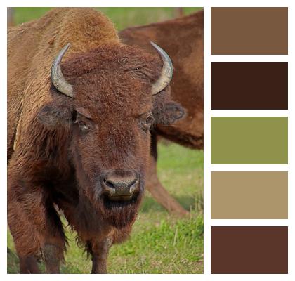 Horns Bison Buffalo Image