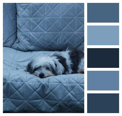 Dog Sleep Sofa Image