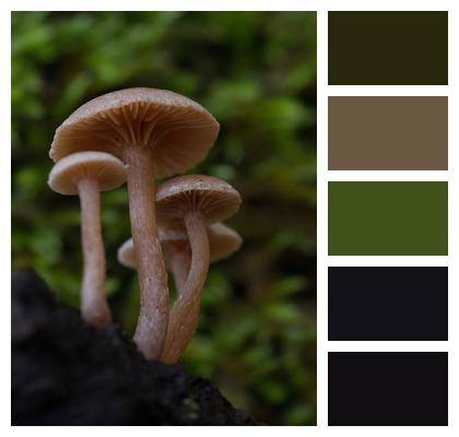 Mushrooms Mycology Fungi Image