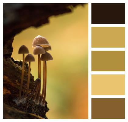 Mycology Fungi Mushrooms Image