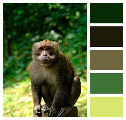 Mammal Primate Monkey Image