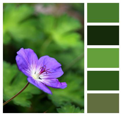 Cranesbill Blossom Garden Image