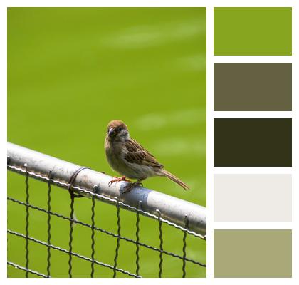Fence Bird Sparrow Image