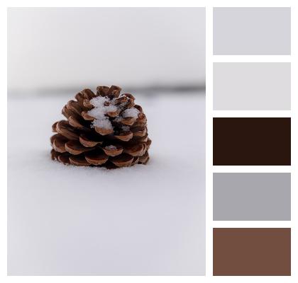 Snow Winter Pinecone Image