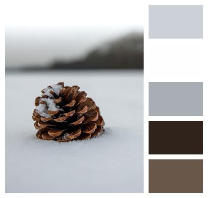 Snow Christmas Pinecone Image